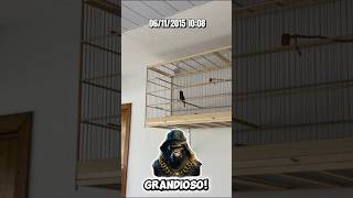GRANDIOSO! Um dos nossos galadores do Criatório Ah Danado! 