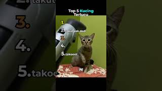Download lagu Top 5 Kucing Terlucu😹 mp3