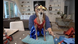 My Dogs Try On Halloween Costumes 3
