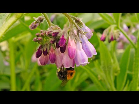 Bees Love Comfrey