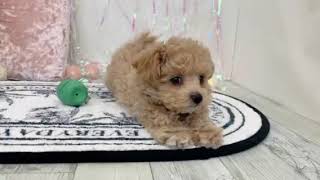 ハーフ犬の動画01