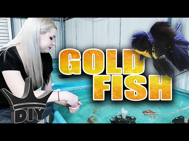 GOLDFISH AQUARIUM TOUR - Solid Gold Aquatics!