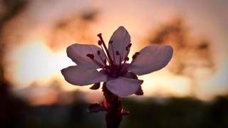 Seasons ~ Said the Whale