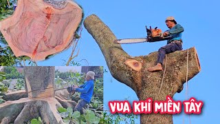 Vua Khỉ cưa hạ cây Bàng Khủng có bộ rễ siêu To (3/3).