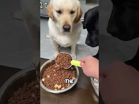 This Dog Is Very Kind Hearted