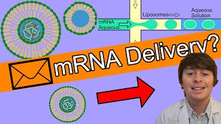How is mRNA Delivered to Our Cells? | mRNA COVID Vaccines