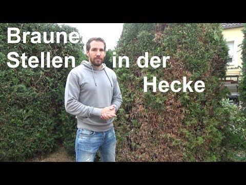 Thuja turns brown brown spots on Thuja hedge hedge gets brown spots dried out conifers