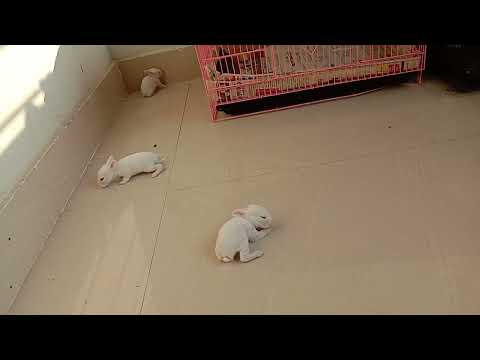 bunny morning walk 🐰@sushreesdiary7958