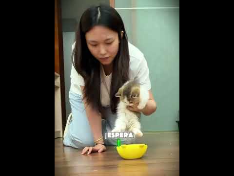 ¡Mi gato es un glotón!🤣🐱mini wood toy | woodworking art skills | hand crafts