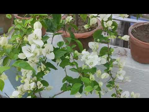 subhra bougainvillea @Rare-plants-collection