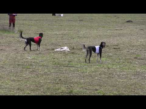 HKI 30.9.18 AE26 Dix Dax Netrife Al Neisah & Anusheh Vom Ahlabub