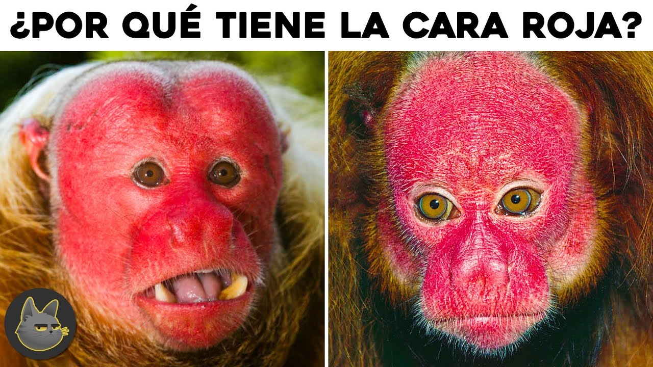 30 Datos Curiosos Que No Sabías | 1