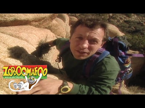 🐵 🐒Zoboomafoo 110 - Climbing | HD | Full Episode 🐵 🐒