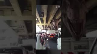 輸送中の恐竜模型が動いてる！