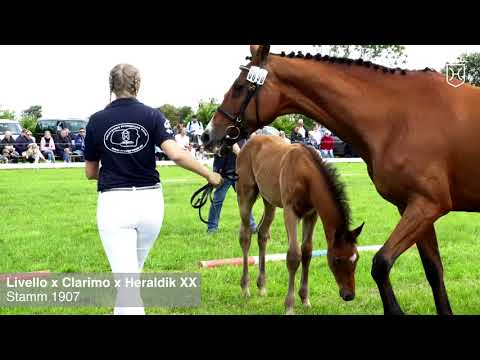 Fohlenprämierung Föhr 2020 | Hengst | St. 1907 | Livello x Clarimo x Heraldik XX | ZG Andresen