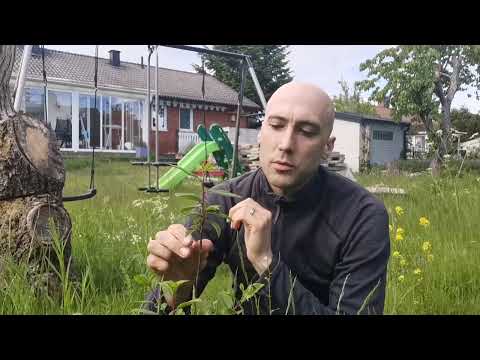 Veckans trädgårdsdjur: Citronfjäril (larv)