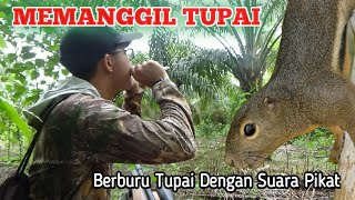Download lagu BERBURU TUPAI CARA PANGGIL Part 23 || Suara Tupai Pemikat || Spot baru banyak tupainya mp3