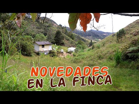 NEWS ON THE FARM: Orchids in bloom, areas you haven't seen in a while, my monstera is going to bloom