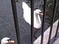 Swans At Dorney Park