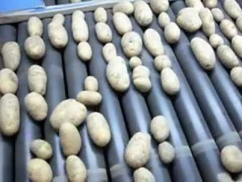 Sortieren der Kartoffeln
