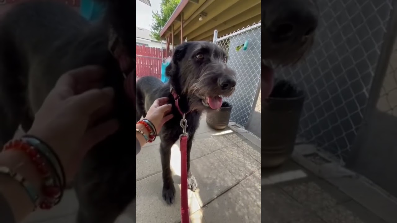 Enlarge Brian, a ADOPTABLE mixed breed in Burbank, CA video 5/6