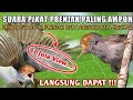 SUARA PIKAT PRENJAK KEPALA MERAH SEKALI PUTAR LANGSUNG NGUMPUL Prenjakpikat