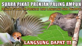 Download lagu SUARA PIKAT PRENJAK KEPALA MERAH SEKALI PUTAR LANGSUNG NGUMPUL #prenjakpikat mp3