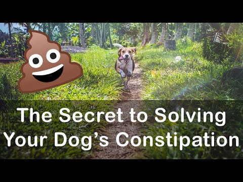 This Secret Ingredient Will Solve All of Your Dog's Constipation Problems!