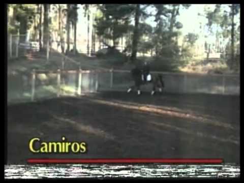 Camiros, Holsteiner Stallion at Fox Fire Farm