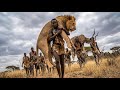 Into Kudu Territory Dangerous Survival Hunt With The Hadzabe Tribe