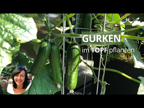 , title : 'Gurken im Topf pflanzen - Gurken Rankgitter - Gurken mulchen | Veredelte Gurken pflanzen'