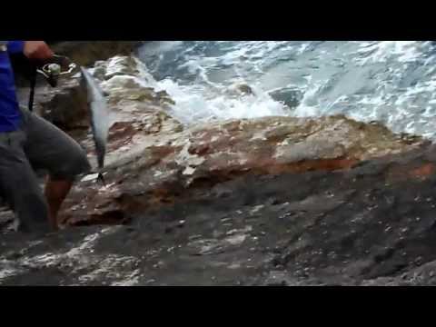 Palamida (1,93 kg) - shore jigging on Vis island (Sarda sarda, atlantic bonito)