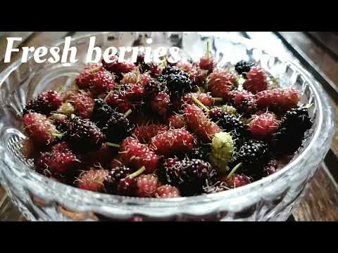 How to make MULBERRY WINE ? EASY MULBERRY WINE 🍷🍷...