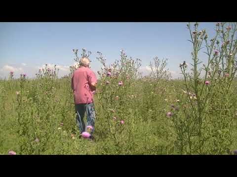 La vida del Tachurí canela Polystictus pectoralis  San Wendelino Nuevo Torino  Santa Fe Argentina 20