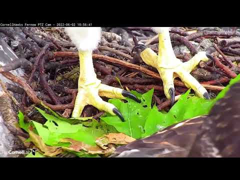 Feathers, Tails, And Talons | Zooming In On The Cornell Hawks – June 2, 2022