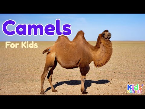 Camels for Kids | Facts About Camels | Learn About Camels | Animals For Kids