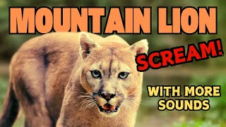 Mountain Lion Scream Decoded: You Won’t Believe This Sound!