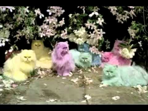 Over the Rainbow Jingle Cats