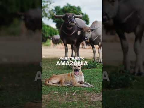 UM SENTIMENTO: AMAZÔNIA 💚 #shorts #amazonia #bancodaamazonia