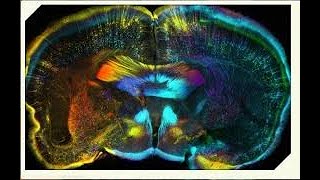 Neuroscience Virtual Commencement 2021