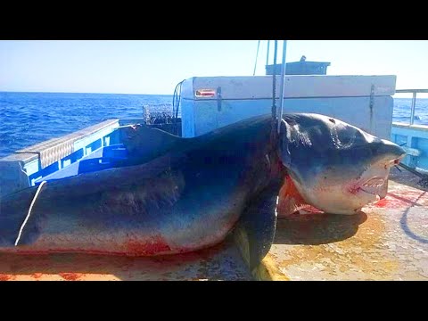 10 BIGGEST CATCHES OF ALL TIME