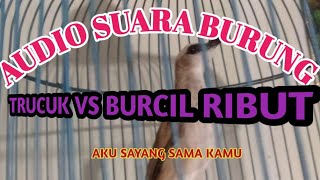 Download lagu audio suara burung trucuk vs burcil ribut.. @aguslovebritd mp3 Download lagu audio suara burung trucuk vs burcil ribut.. @aguslovebritd mp3