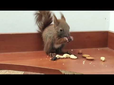 білка прийшла в гості