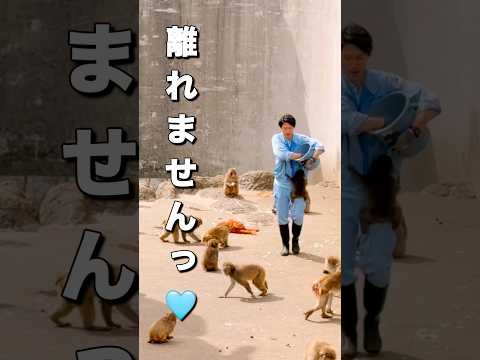 【市川市動植物園パンチ君】オランママよりお兄さん🩵