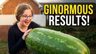 Giant Watermelon Growing Guide: Soil, Water, Fertilizer