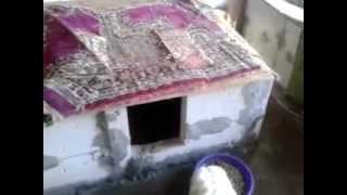 Yavru Köpek Fiyatları,Yavru Köpek İlanları,Satılık Yavru Köpekler www.