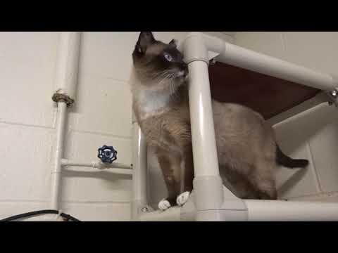 Mimi, an adopted Siamese in Mt. Vernon, NY_image-1