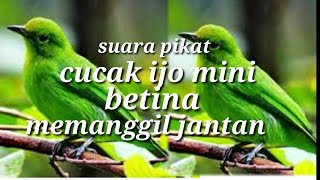 Download lagu suara burung cucak ijo mini atau cucak daun betina #cucakijominibetina mp3