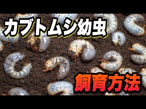 カブトムシや幼虫から作られた代替食品が増加中
