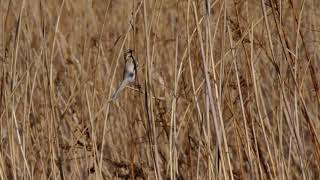 20180219ｵｵｼﾞｭﾘﾝ（大寿林）